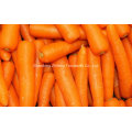 2016 Nouvelle récolte de carottes chinoises fraîches